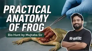 Frog Dissection | Practical Anatomy of Frog | Class 11 & 12 Biology  | Bio Hunt by Mujtaba Sir