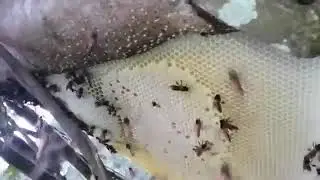 Honey Farming from jungle #shorts