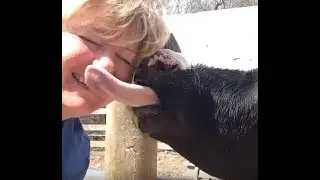 Los Mejores Vines de Gatos del 2017! Recopilaci&oacute;n The Woio