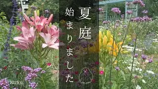 ガーデニング｜梅雨の合間の作業｜6月前半スカシユリで彩りを