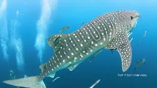 Juvenile Whale Shark (75) | Stock Video For Sale