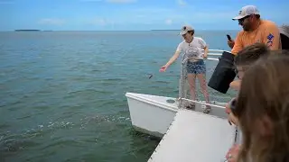 20250711 Shark Expedition in Key West