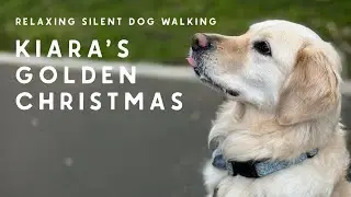 Cinematic Dog Walking | Golden Retriever Christmas Adventure in Yorkshire Lodge