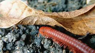 Crimson Crawlers: A Visual Journey into the World of Red Millipedes