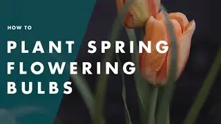 How To Plant Flowering Bulbs - Bunnings Warehouse