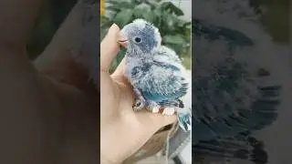 Love birds chicks Growth || 1DAY to DAY 30 ! #shorts #shortvideo #lovebird #birds #babybirds #baby