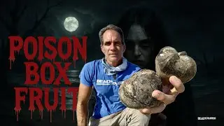 Beachcombing - Box Fruit