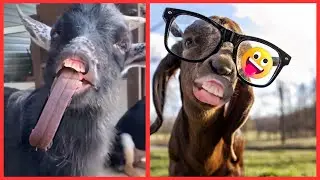 😂 Funny Goat Sounds 😂 #funnygoats (Advance formula for weight lose -  