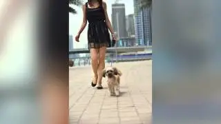 Dogs Banned From The Lobby of a NYC Apartment Building