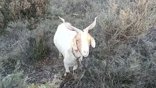 Mira c&oacute;mo estas cabras dominan el viento fr&iacute;o en la vaguada