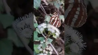 Wildlife nepal butterfly |  reasons to visit nepal #visitnepal2025 #pokhara #nepal नेपाल घुमो
