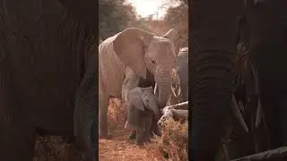 #viralvideo #wildlife #fypviral #elephantbonding #animals #elephants