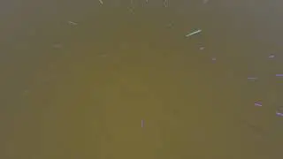 Insect Vision Experiment (Simulation)