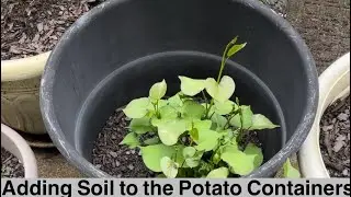 It&rsquo;s Time to Add More Soil to the Potatoes!