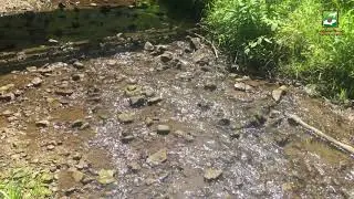 Naturalist Check-In: Sounds of Nature