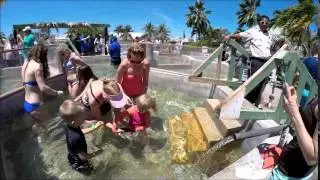 Turtle Farm in Grand Cayman