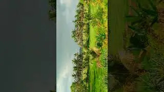 Nature&rsquo;s Contrast: Green & Grey