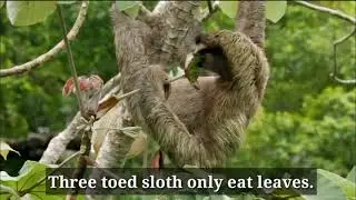International Sloth Day