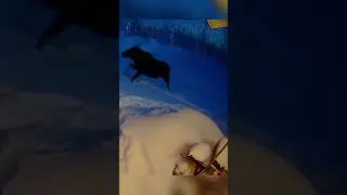 the elk lost his horns #animals #shorts
