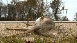 Urban deer vs. car crashes on the rise