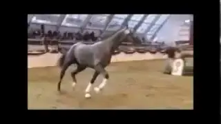 FOR SALE - Calidro - *2013, stallion, Calido x Indoctro, www.salesporthorses.com