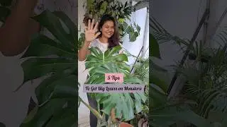 5 Tips to get bigger leaves in monstera #shortsvideo #monstera
