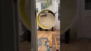 Savannah Cat Goes All the Way Around on Cat Wheel || ViralHog