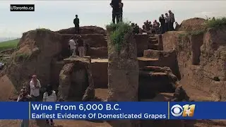 Wine Discovery From 6,000 B.C.