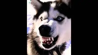 La cruza de el husky y del pastor alem&aacute;n