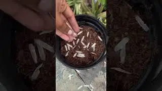 Tecoma l Gori Chori l How to Grow