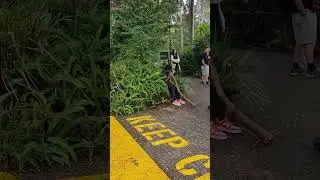 Australien | Didgeridoospieler Daintree Kuranda