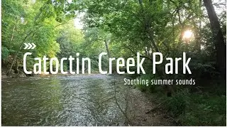 Beautiful Summer evening along the creek! #Nature #hiking #Maryland