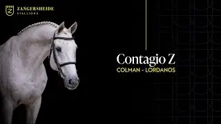 Contagio Z - Stallion Presentation 2025 ENG