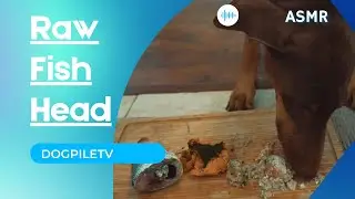 Doberman eating Monk Fish Head