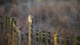 UK Wildlife Short Film | Winter Draft