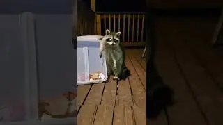 This Is a Miracle in the Trash 🤯🗑️ #Raccoon #TrashPanda