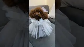 Adorable & Fun Pet Costumes &ndash; Must See Outfits for Your Pets #petcostumes #adorablepets