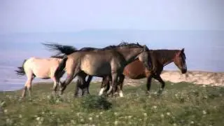 Pryor Mountain Wild Horses