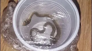 Il serpente stordito dai gatti &egrave; stato catturato, non sta in pericolo!