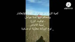 زراعة الحمص الشتوى