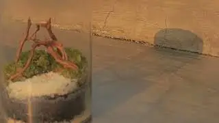 Bikin terrarium di toples