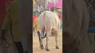 RR Bulls.D. రోహన్ బాబు గారి గిత్తలు