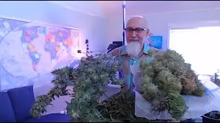 2024 Cannabis Harvest, Durban Poison and Funkdafied Strains, Open Discussion [ASMR]