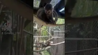 #viralvideo #fyp #mascota #animal #parati #mono #titi