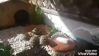 Terrario per tartarughe di terra fatto in casa