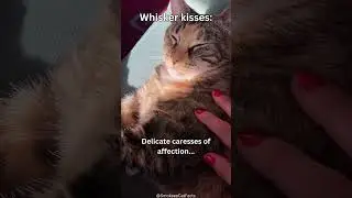 Feline Fortune Cookies: Whisker Kisses #shorts #cat #subscribe