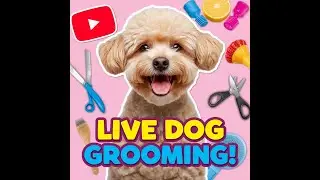 Pawcasso Park LIVE &ndash; All Day Dog Grooming Salon Cam