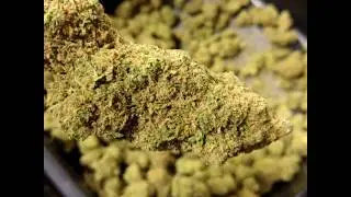 Double Dream Monster Bud