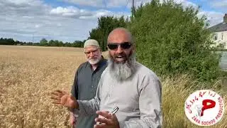 Wheat in U.K.