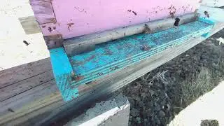 Spring Live Hive 2021